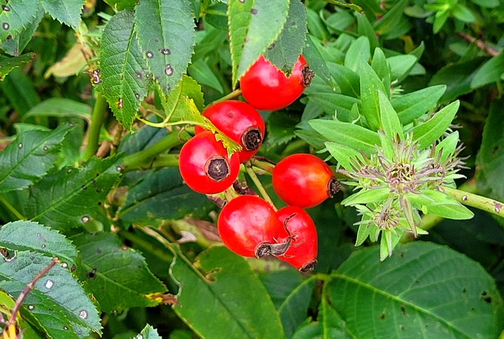 Hagebutten im Herbst in Babensham