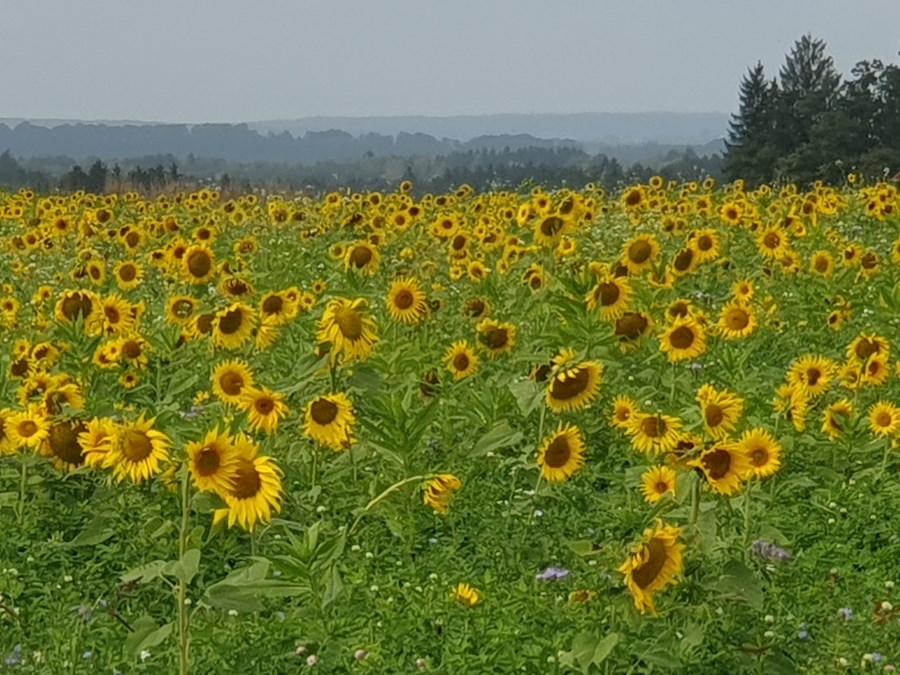 Sonnenblumenfeld bei trüben Wetter