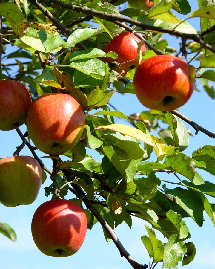 Apfelbaum