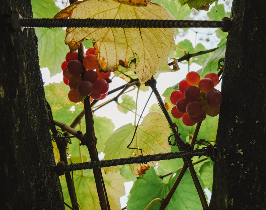 Garten im Oktober 23