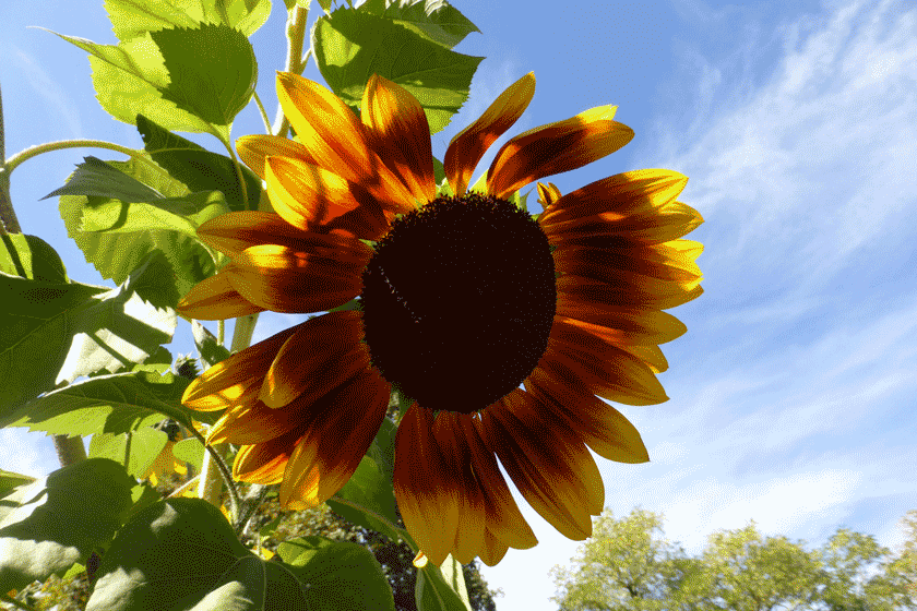 Sonnenblume im Herbstlicht