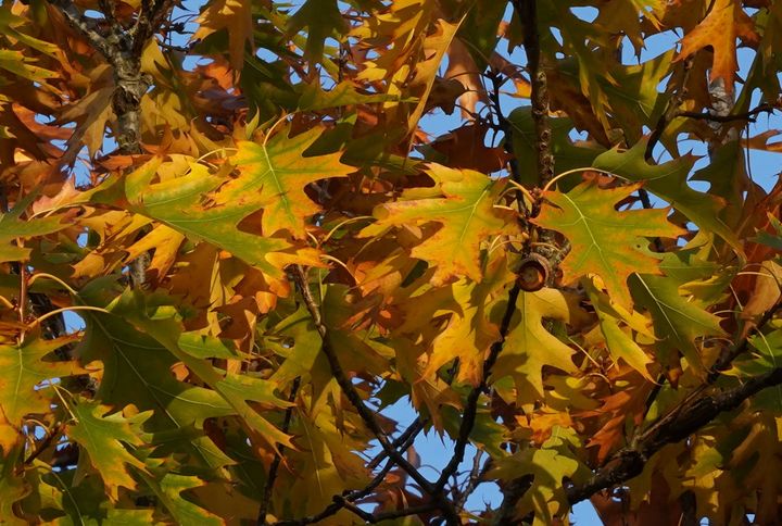 Herbstliches Eichenlaub