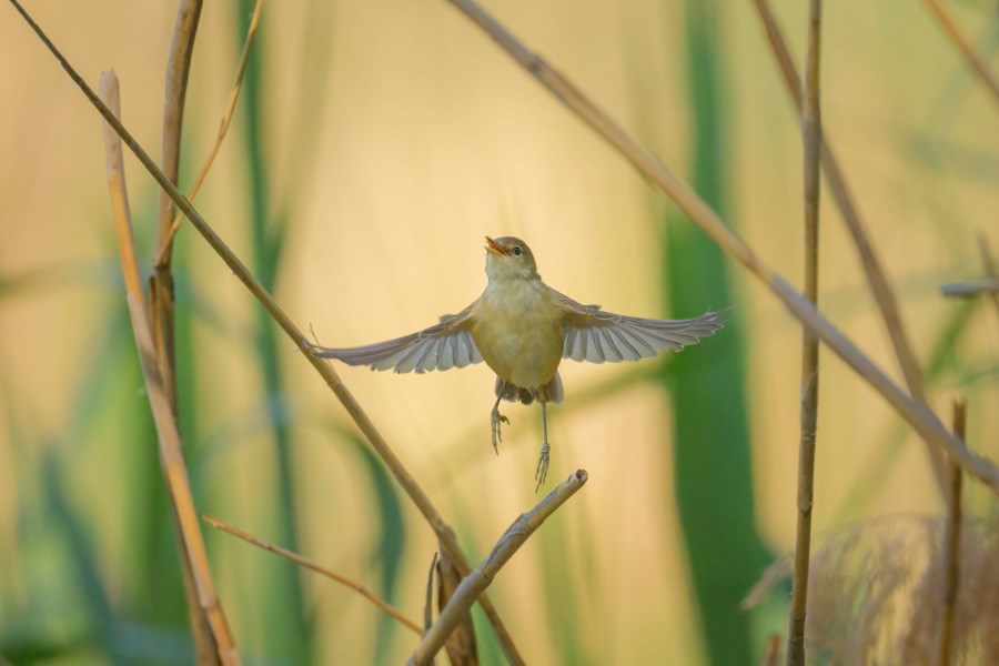 singender Vogel