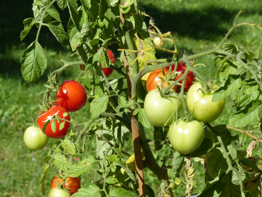 Tomatenpflanzen mit grünen und roten Früchten