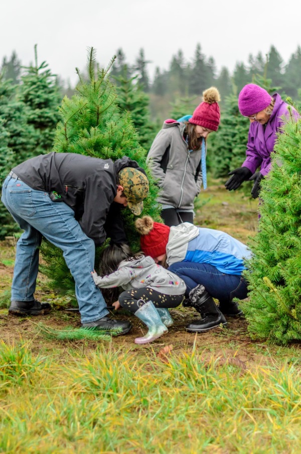 Auf dem Foto ist eine Familie zu sehen, die in der Natur einen Tannenbaum fällt.