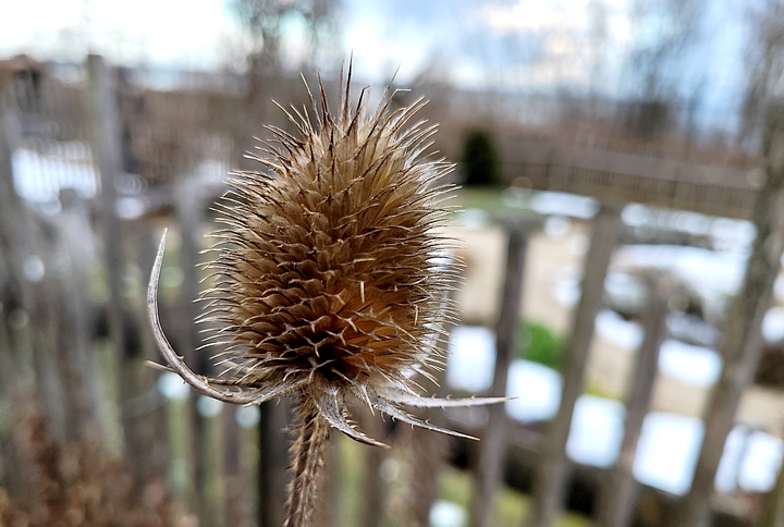 Impression vom Nachmittagsspaziergang im Winter