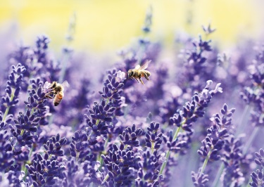 Blüten