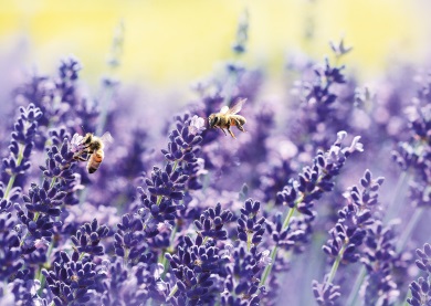 Blüten