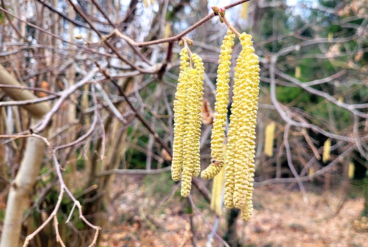 Frühlingsvorboten am Wegrand bei Bbensham