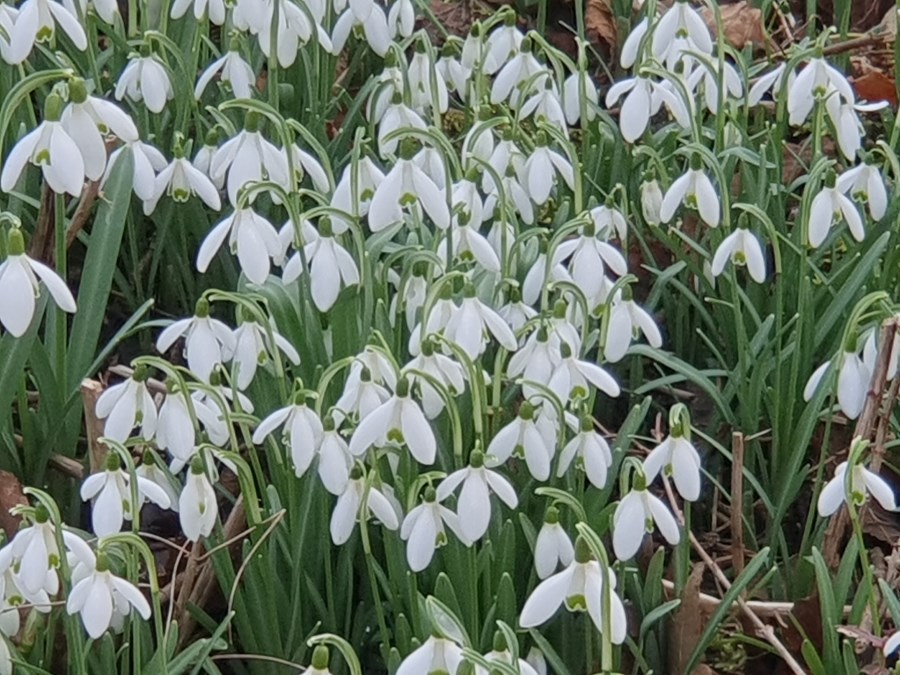 Schneeglöckchen