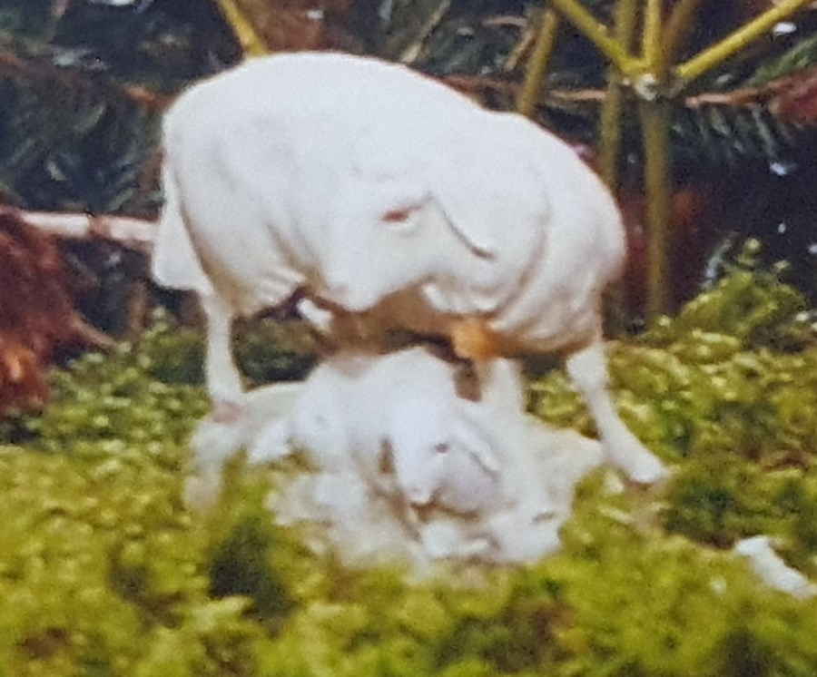 Krippenfigur Schaf aus der Pfarrei Gundihausen