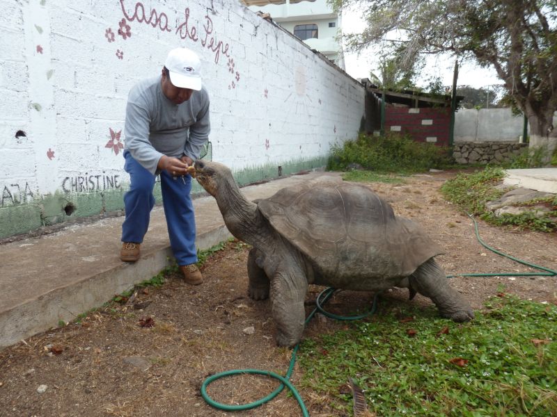 Riesenschildkröte auf Galapagos