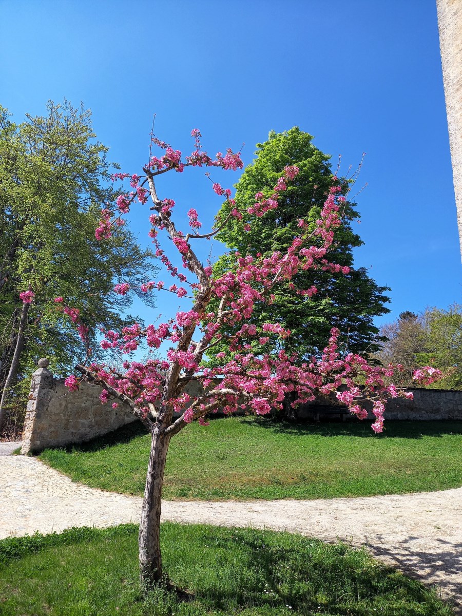 Pinke Blüten in Burg