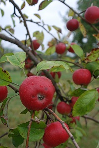 reife Äpfel am Baum