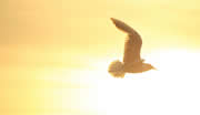 bird-1853209_by_karein93_cc0-gemeinfrei_pixabay_pfarrbriefservice_kl