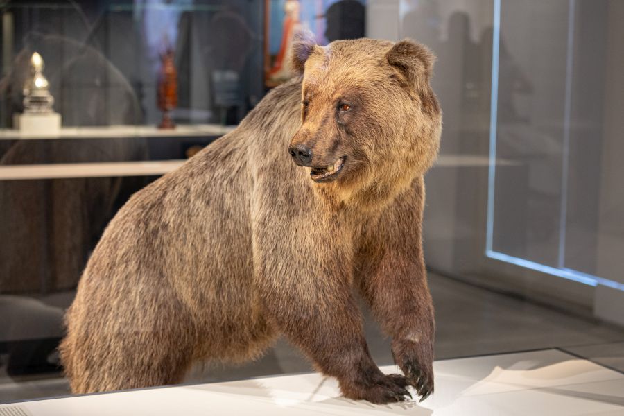 Problembär Bruno als Exponat auf der Bayerischen Landesausstellung