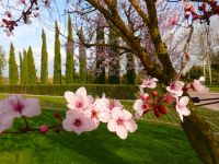 Bild Blumen Pfingstimpuls 24