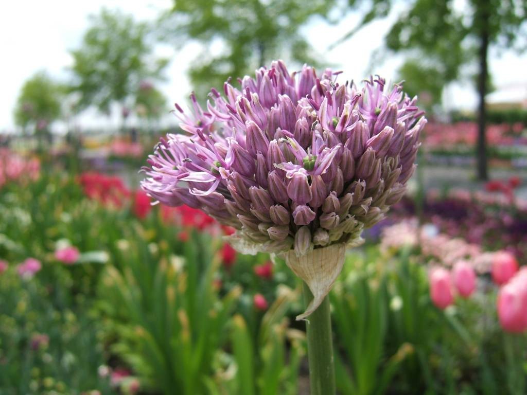 Aufgehende Zwiebelblume im Hintergrund Tulpenrabatten