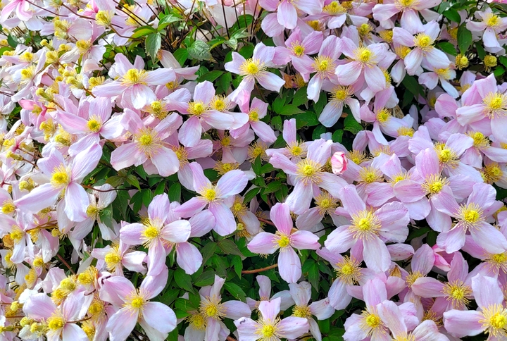 Blüten am Chiemsee