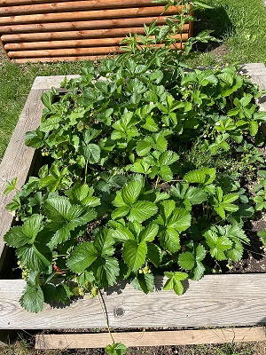 Erdbeerpflanzen im Hochbeet