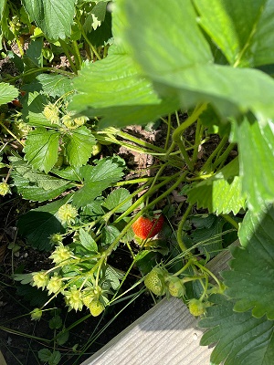 Reifende Erdbeeren