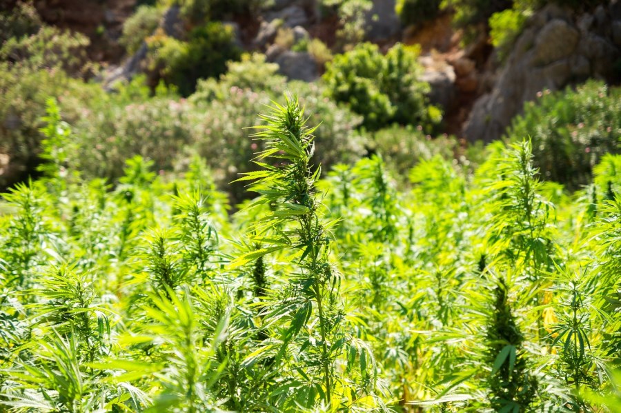 Cannabispflanzen