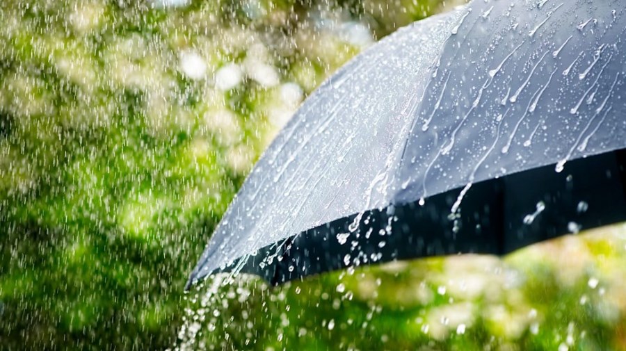 Regenschirm