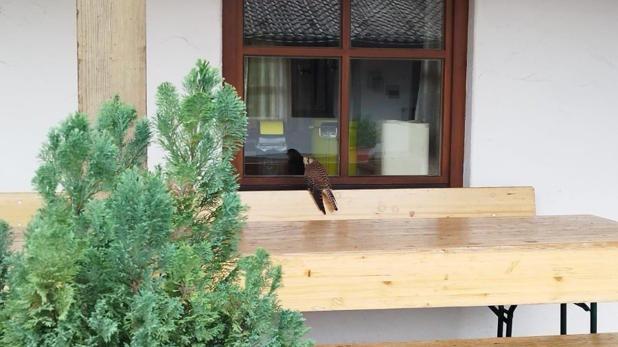 Junger Turmfalke auf der Bierbank
