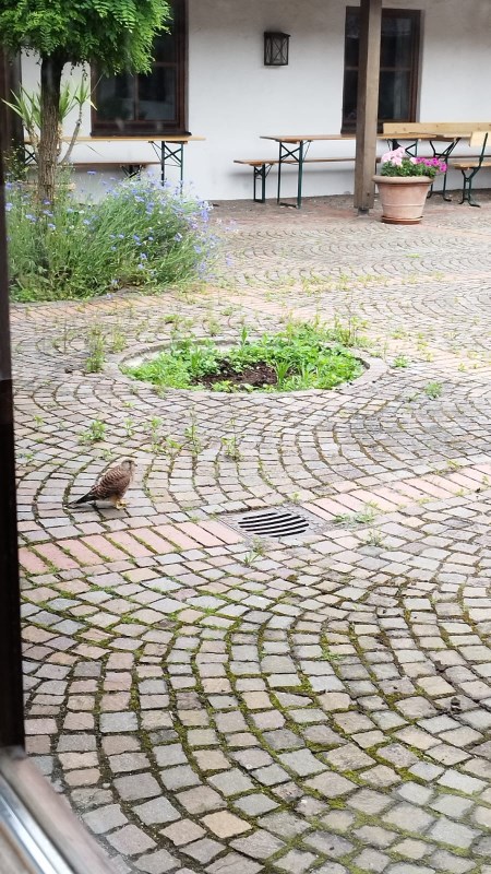 Junger Turmfalke auf dem Boden im Innenhof von St. Pius X.