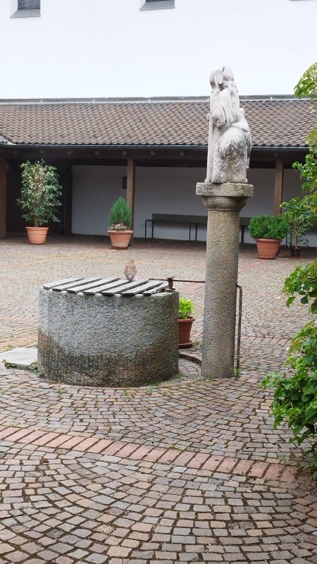 Junger Turmfalke auf dem Korbinians-Brunnen im Innenhof von St. Pius X.