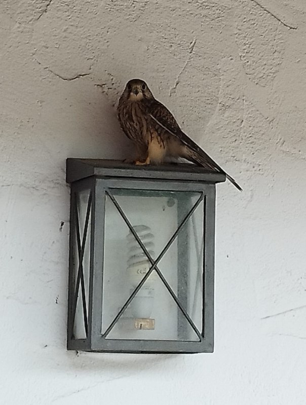 Junger Turmfalke uf der Lampe