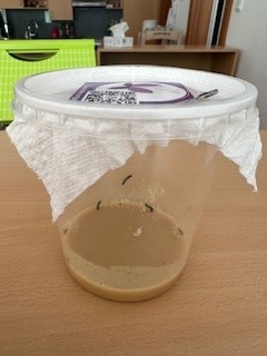 ganz kleine Raupen in einem großen Glas