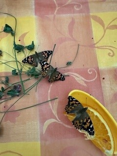 fliegende Schmetterlinge