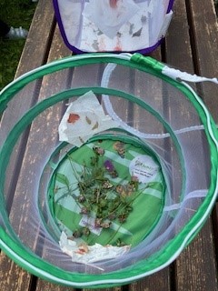 die Schmetterlinge fliegen im Garten in die Freiheit
