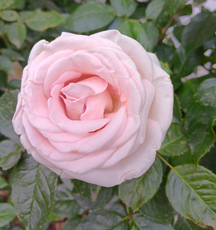 Fraueninsel Rose im Klostergarten