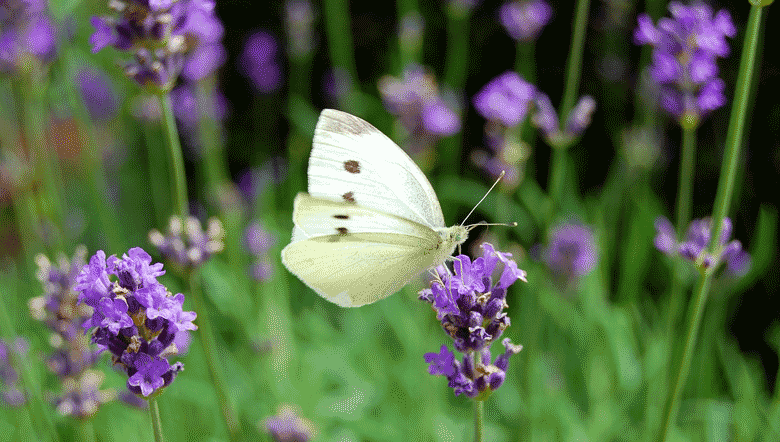 Schmetterling in Wiese