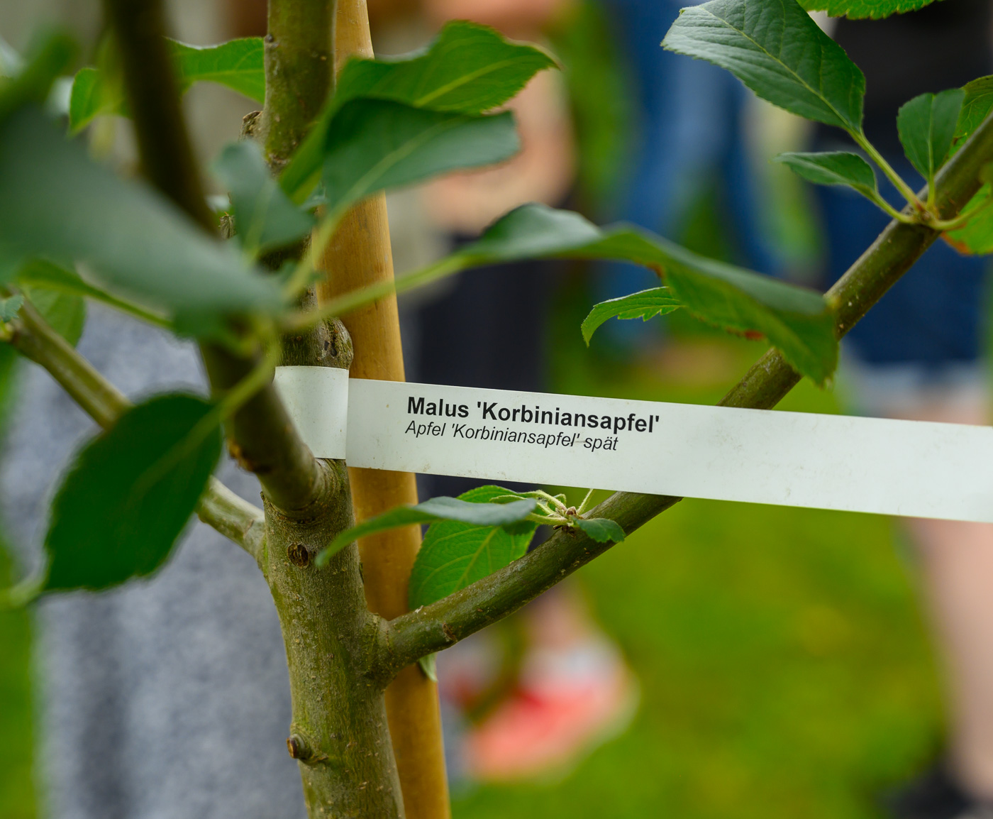 Nacht der offenen Kirche - Pflanzung eines Korbinian-Apfelbaumes im Pfarrgarten