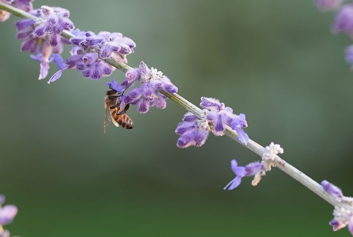 Biene auf Blauraute