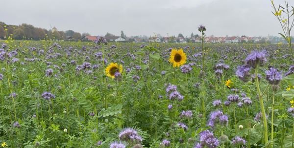Sonnenblumen Uhg