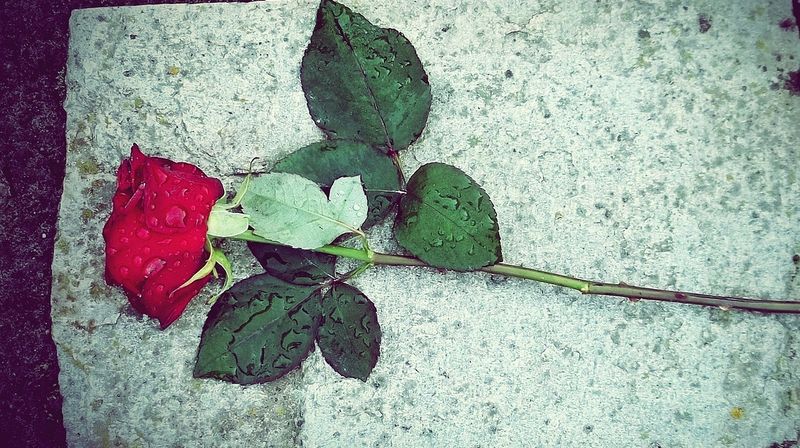 Rose - Trauer