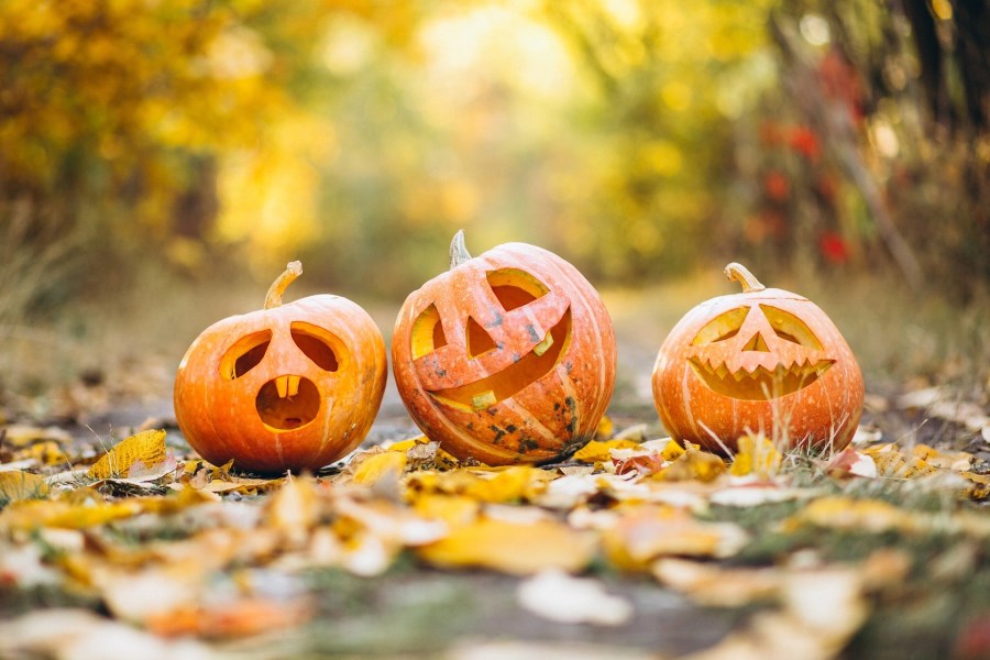 Auf dem Foto sind drei geschnitzte Kürbisse zu sehen. <br/>Halloween, Allerheiligen