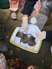 Unsere Igelkinder sind zurück