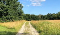 feldweg vor wald