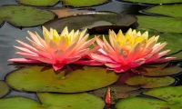 Bild Seerose gelb ET 2o25