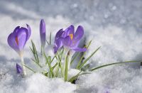 Frühlingserwachen