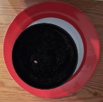 Pflanzbecher_mit_Samenkorn