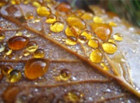 Bild Herbstgold