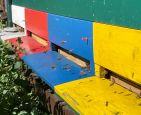 Coverbild_Schlossbienen_23.05.2025