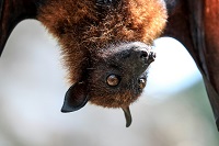 hängende Fledermaus