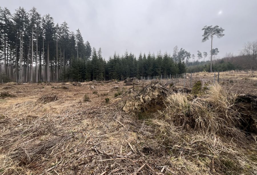 Kahle Waldfläche durch Dürreschäden im Fort Schwindegg